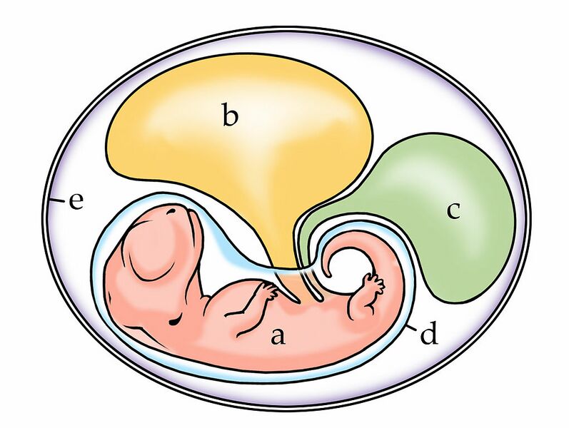 Datei:1021px-Amniote embryo.jpg