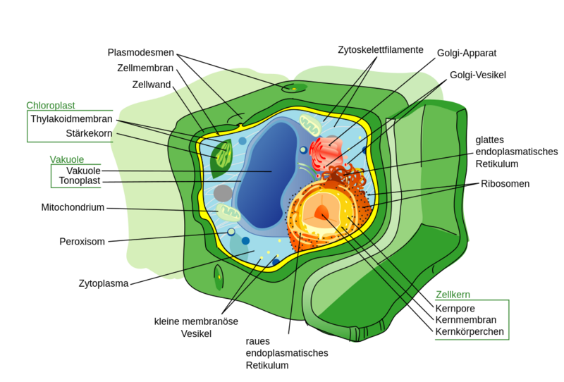 Datei:1053px-Plant cell structure svg-de.svg.png