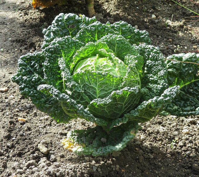 Datei:1013px-Wirsing im Bauerngarten.jpg