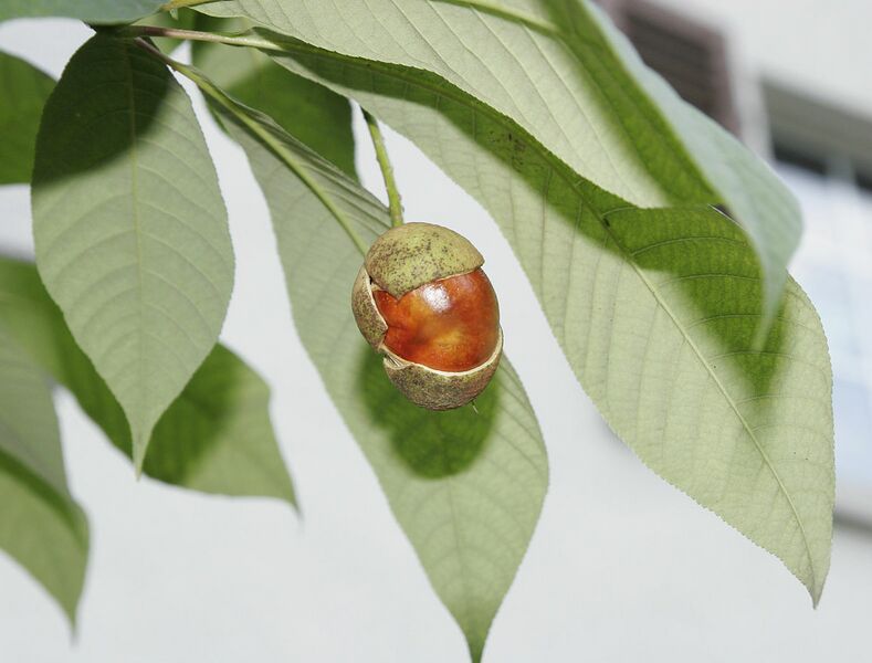 Datei:1184px-Aesculus parviflora 02.jpg