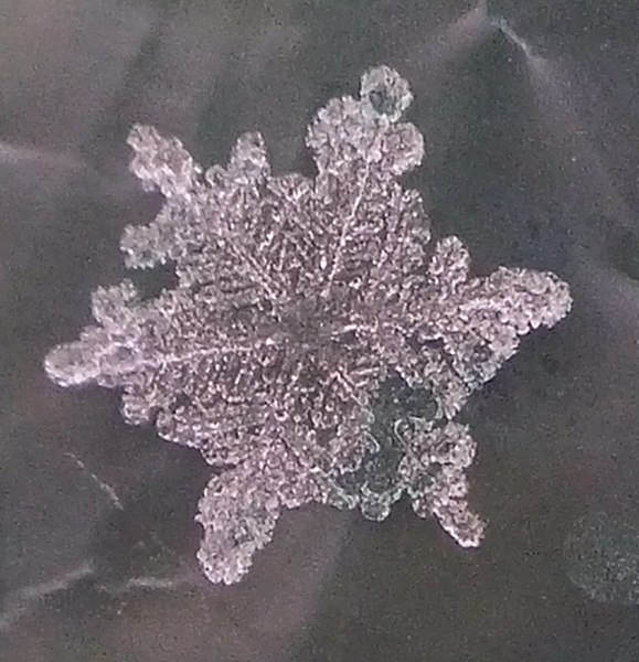 Datei:Schneeflocke wird zu Graupel.jpg