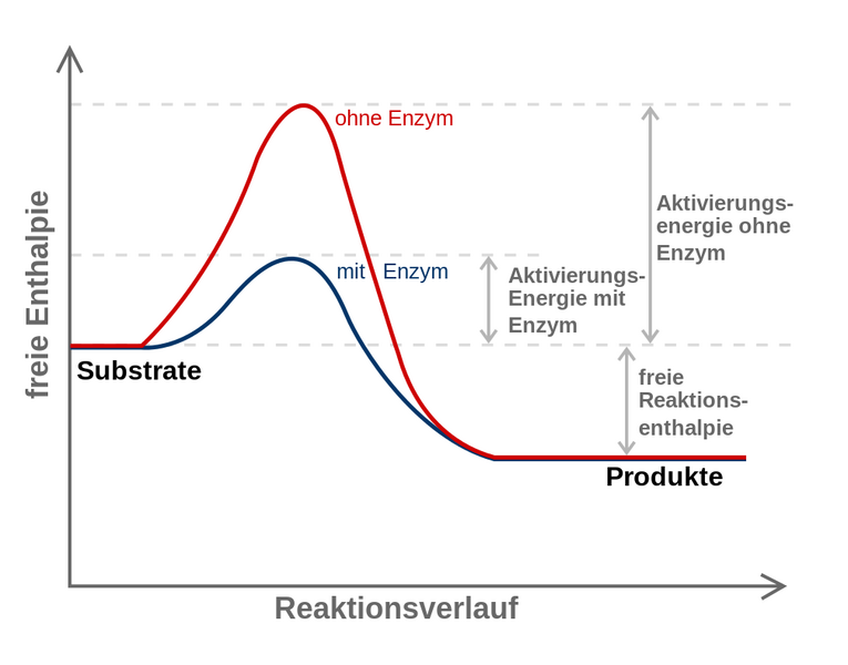 Datei:1008px-Energiediagramm-Enzymreaktion.svg.png