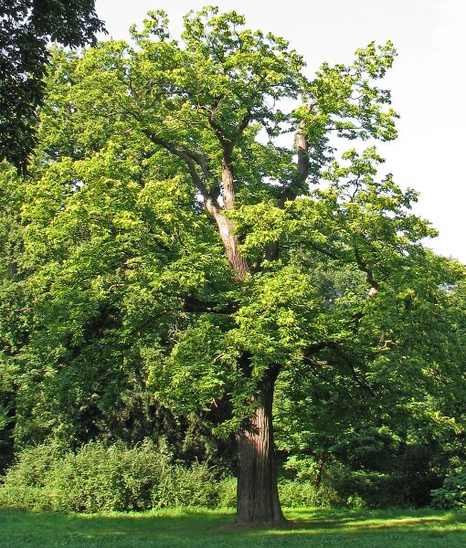 Datei:1020px-Edelkastanie (Castanea sativa) 1.jpg