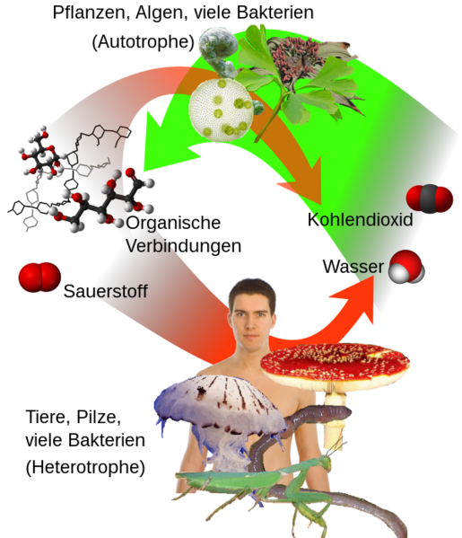 Datei:600px-Auto-und heterotrophe.svg.png