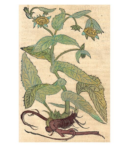 Datei:1054px-Inula Bock.jpg