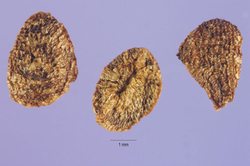 Datei:1600px-Cestrum nocturnum seed.jpg