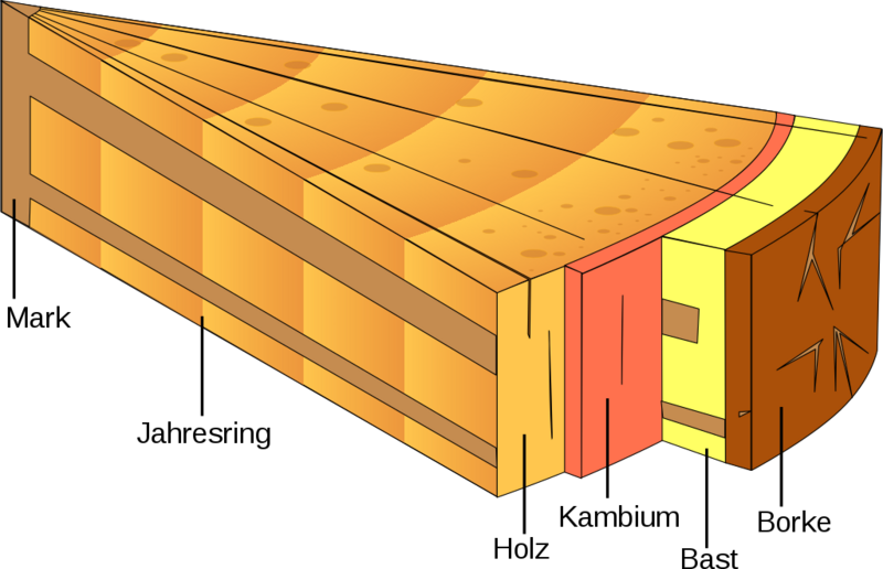 Datei:1024px-Stamm.svg.png