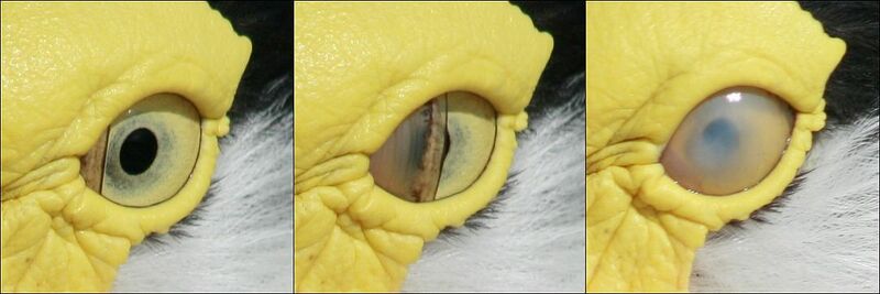 Datei:1080px-Bird blink.jpg
