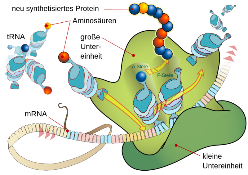 Datei:855px-Ribosome mRNA translation de.svg.png
