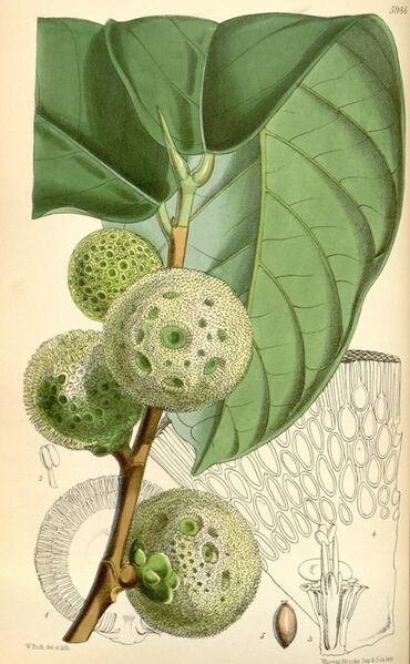 Datei:600px-Treculia africana.jpg