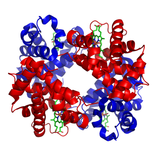 Datei:1020px-1GZX Haemoglobin.png
