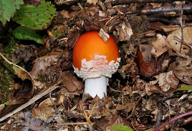 Datei:Amanita muscaria qtl6.jpg