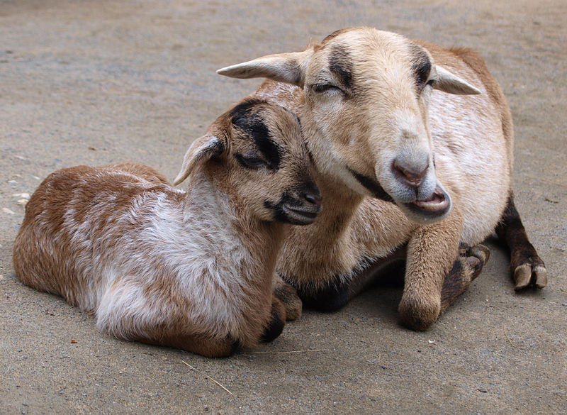 Datei:Wiederkäuendes Schaf.jpg
