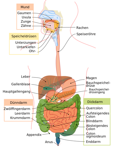 Datei:1000px-Digestive system diagram de.svg.png