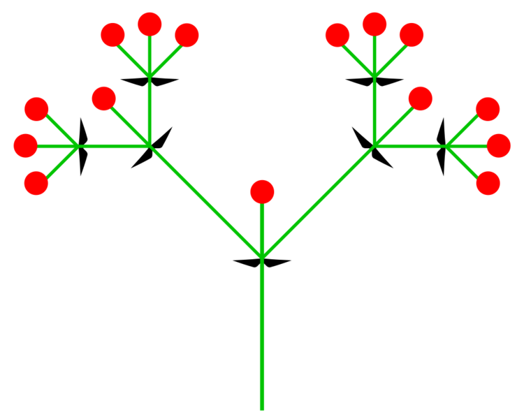 Datei:1000px-Dichasium (inflorescence).svg.png