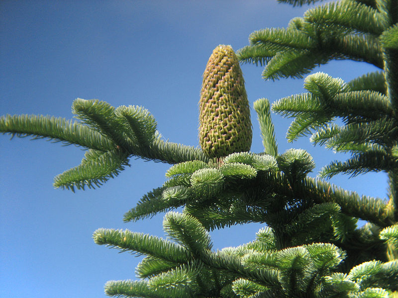 Datei:Abies procera cone.jpg