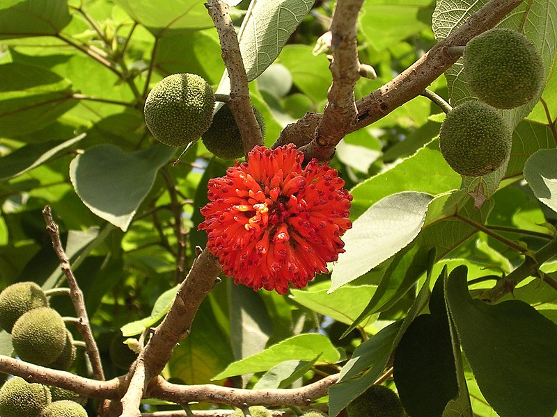 Datei:Broussonetia papyrifera-fruits.jpg