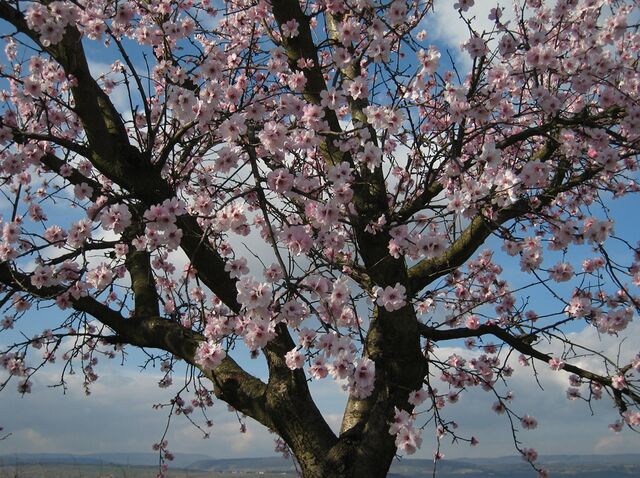 Mandelbaum (Prunus dulcis) – AnthroWiki