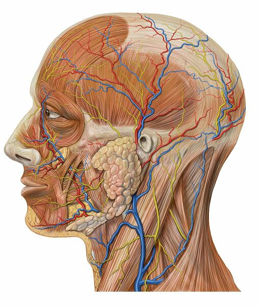 Datei:1014px-Lateral head anatomy detail.jpg