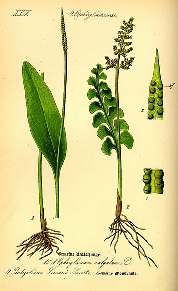Datei:552px-Illustration Ophioglossum vulgatum0.jpg