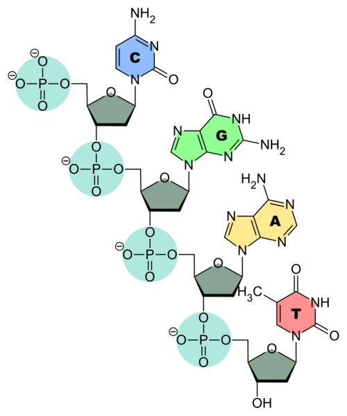 Datei:1000px-DNA-Nucleobases.svg.png
