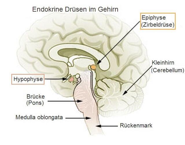 Hormon Der Zirbeldrüse 9 Buchstaben anthrowiki.at