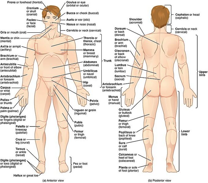 Datei:720px-Regions of Human Body.jpg