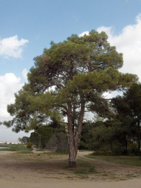 Datei:Pinus brutia(02).jpg