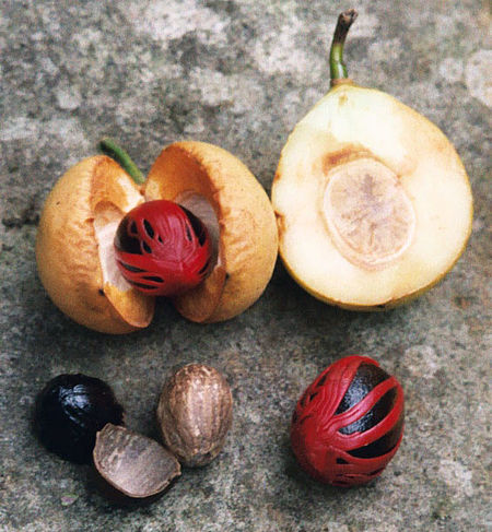 Muskatnussbaum (Myristica fragrans) – AnthroWiki