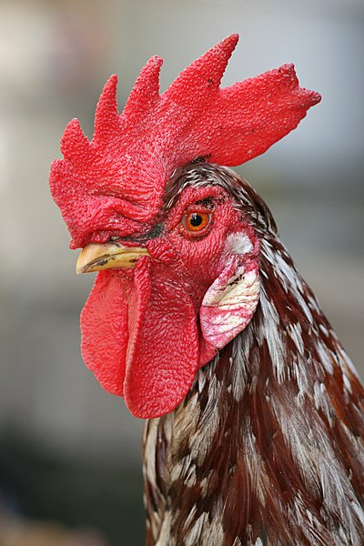 Datei:Rooster portrait2.jpg