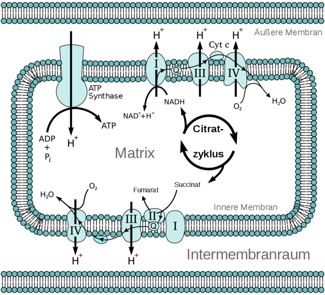 Datei:1024px-Mitochondriale Elektronentransportkette.svg.png