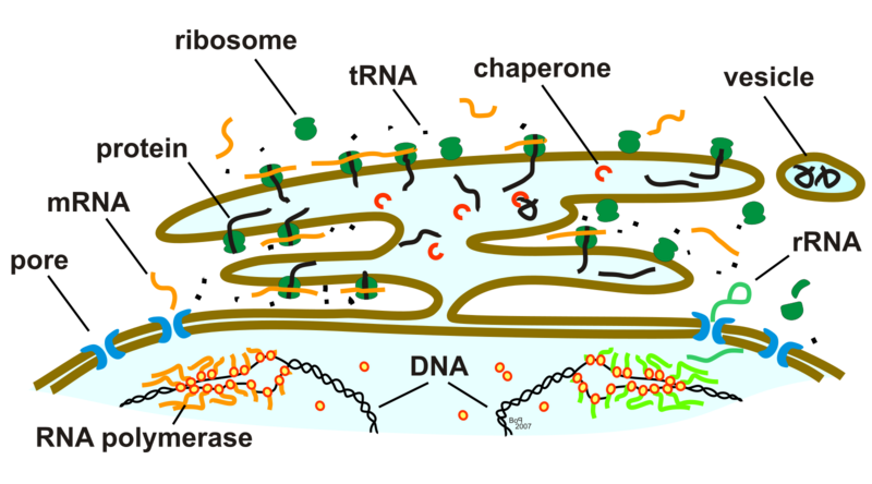 Datei:1600px-ProteinTranscription+Synthesis.svg.png