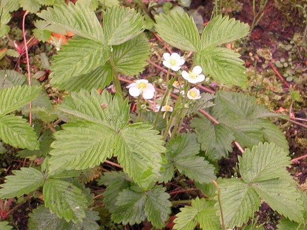 erdbeeren-fragaria-anthrowiki