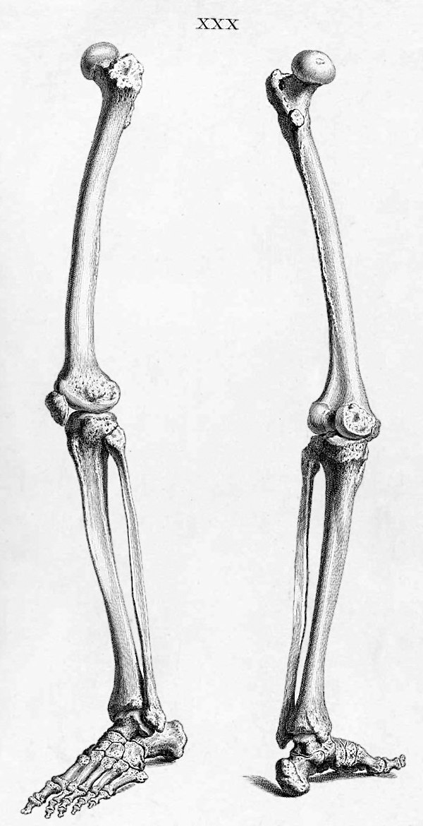Knochen des Menschen – AnthroWiki