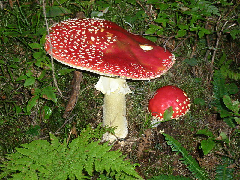 Datei:Großer Fliegenpilz.jpg