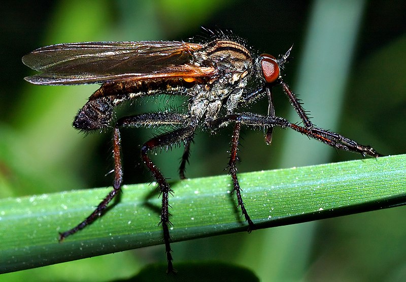 Datei:Empis tesselata male (aka).jpg