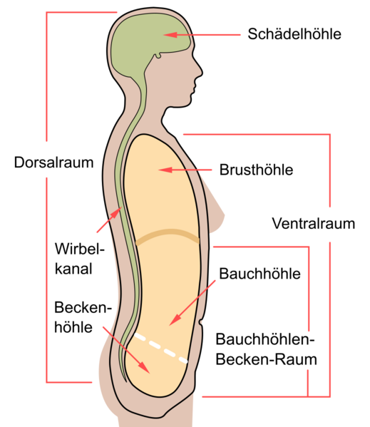 Datei:1038px-Scheme body cavities-de.svg.png