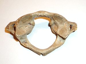 Atlas (Halswirbel) – AnthroWiki