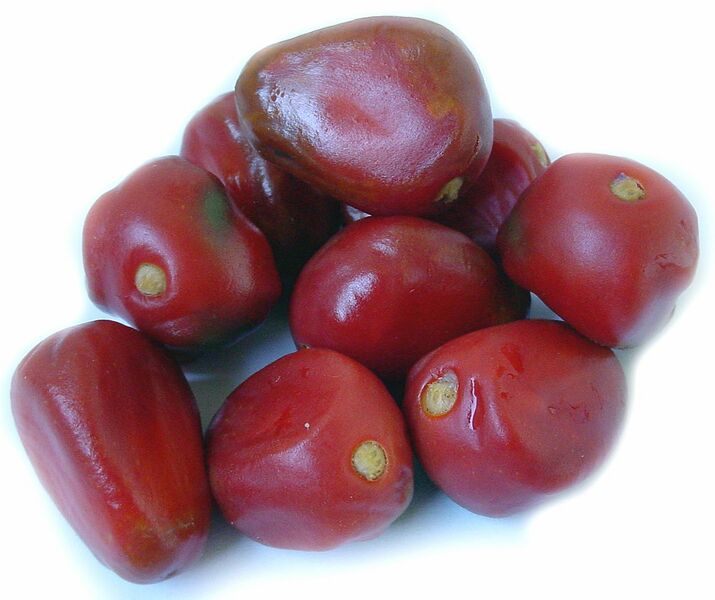 Datei:1073px-Stangeria seed 005.jpg