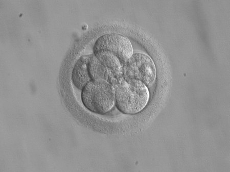 Morula – AnthroWiki