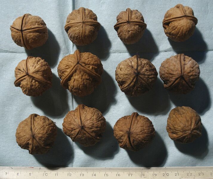Datei:1071px-Walnuts var II.jpg