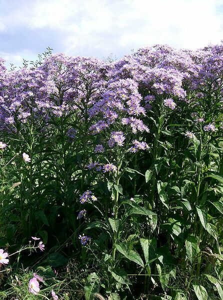 Datei:600px-Aster tataricus1.jpg