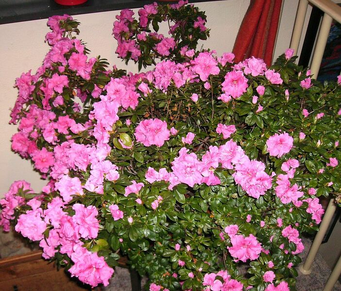 Datei:1053px-Azalee-2009 1.JPG