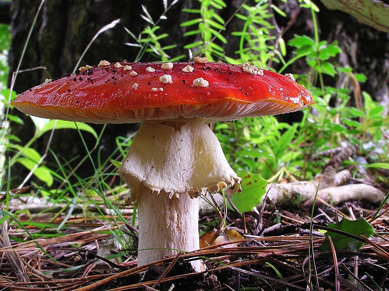 Datei:Fly Agaric mushroom 04 edit.jpg