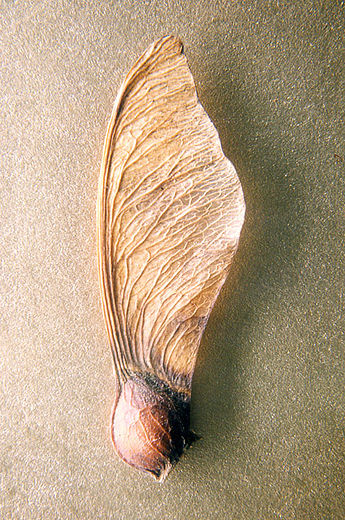 ahorn-acer-anthrowiki