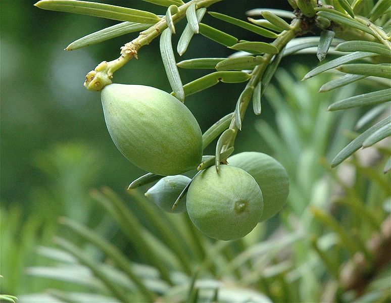 Datei:Cephalotaxus-harringtonia-green-fruits.jpg