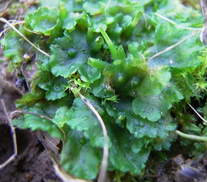 Datei:1024px-Phaeoceros laevis.jpg