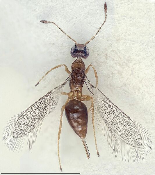 Datei:1065px-Cremnomymar sp..jpg