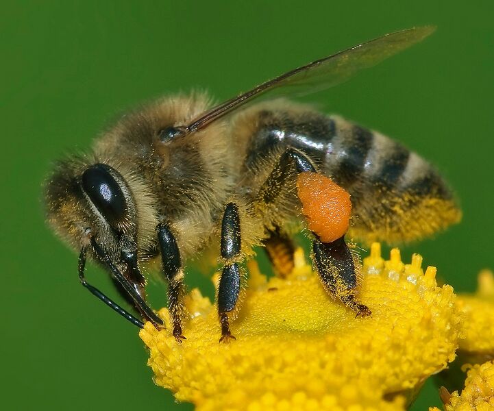 Datei:1082px-Apis mellifera Western honey bee.jpg