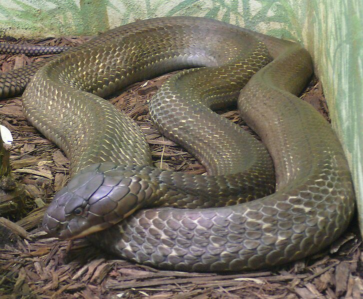 Datei:1089px-Ophiophagus hannah (1).jpg